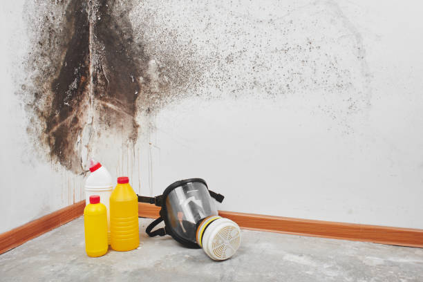 Best Mold Damage Restoration  in Bridgeton, MO